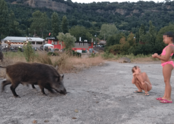 Cinghiali sulle sponde del lago Albano pascolano liberamente tra i bagnanti