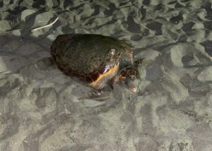 tartaruga caretta caretta