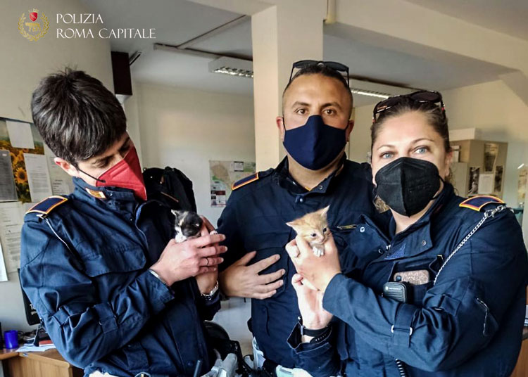Gattini gettati in un cassonetto, salvato dalla Polizia Locale