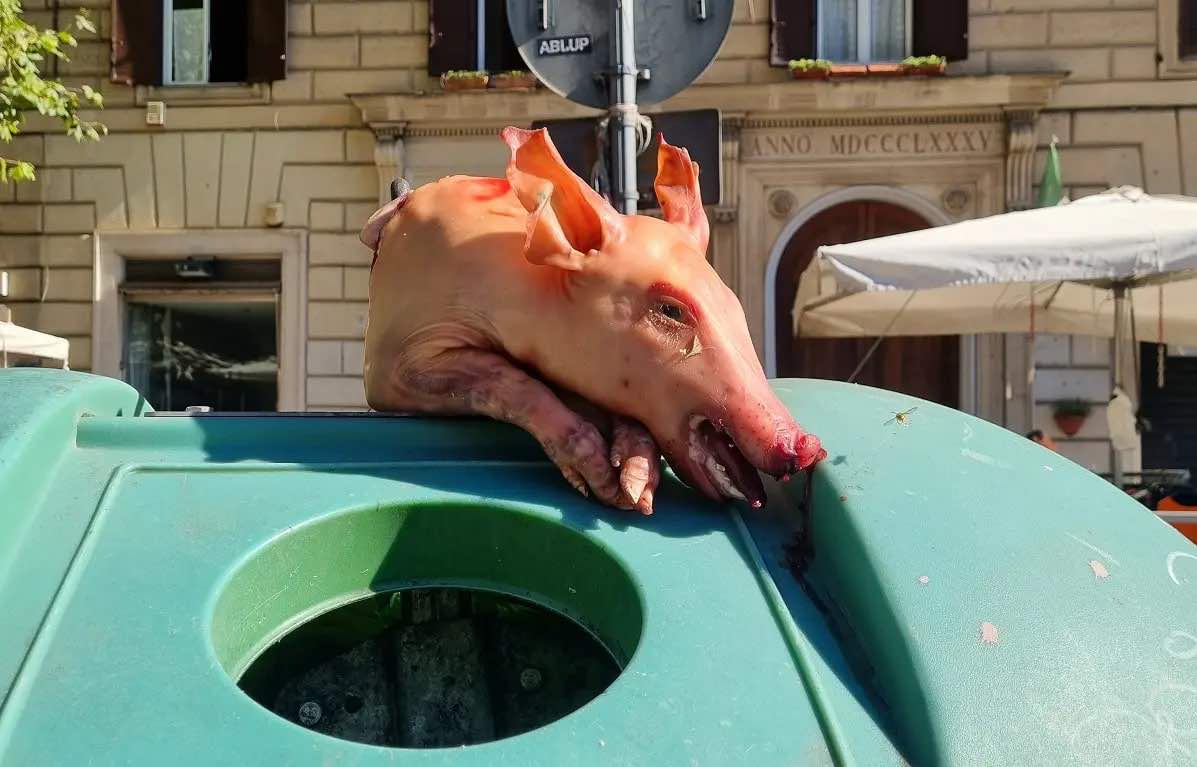 Macabra scoperta: testa di maiale lasciata sopra a un cassonetto