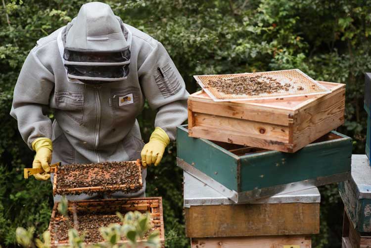 2,5 milioni di euro per gli apicoltori del Lazio