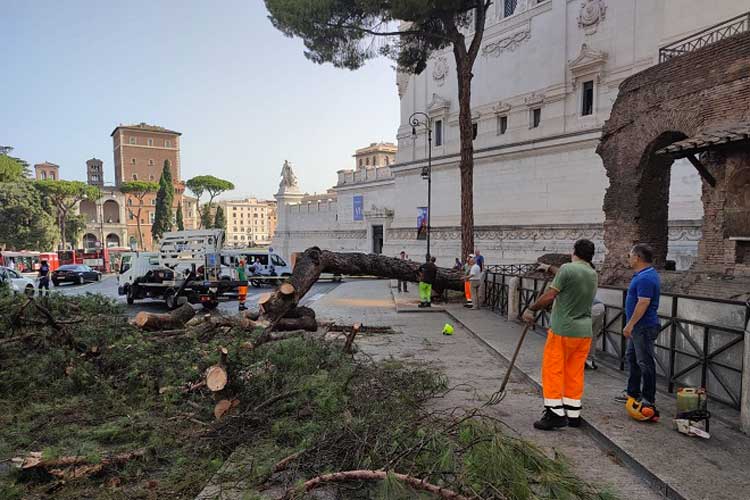 La situazione dei pini a Roma