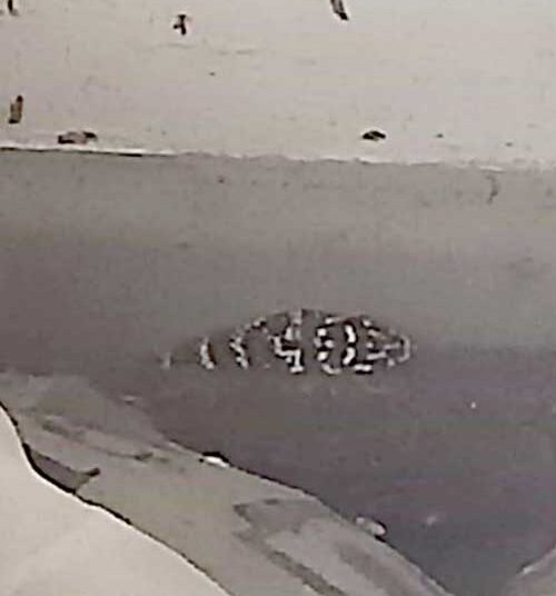 Roma Ospedale San Camillo serpente