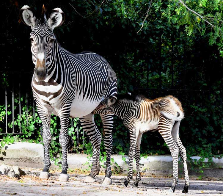 nata una zebra di Grevy al Bioparco di Roma