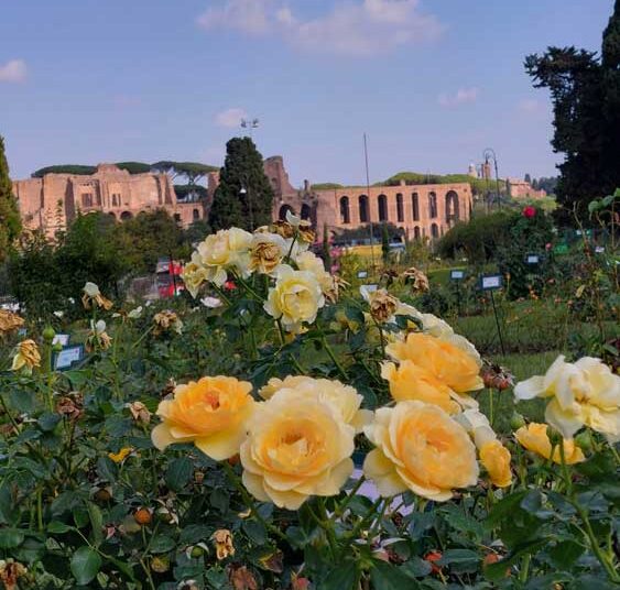 roseto comunale di Roma