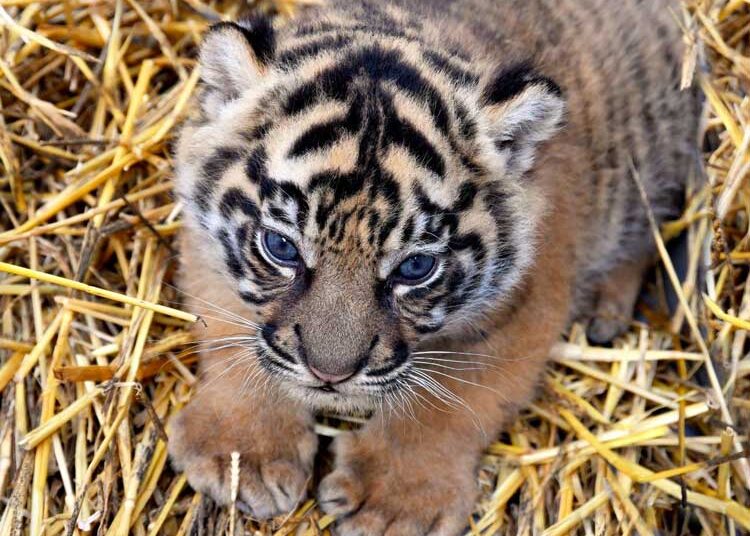 cucciola di tigre di Sumatra nata al Bioparco di Roma