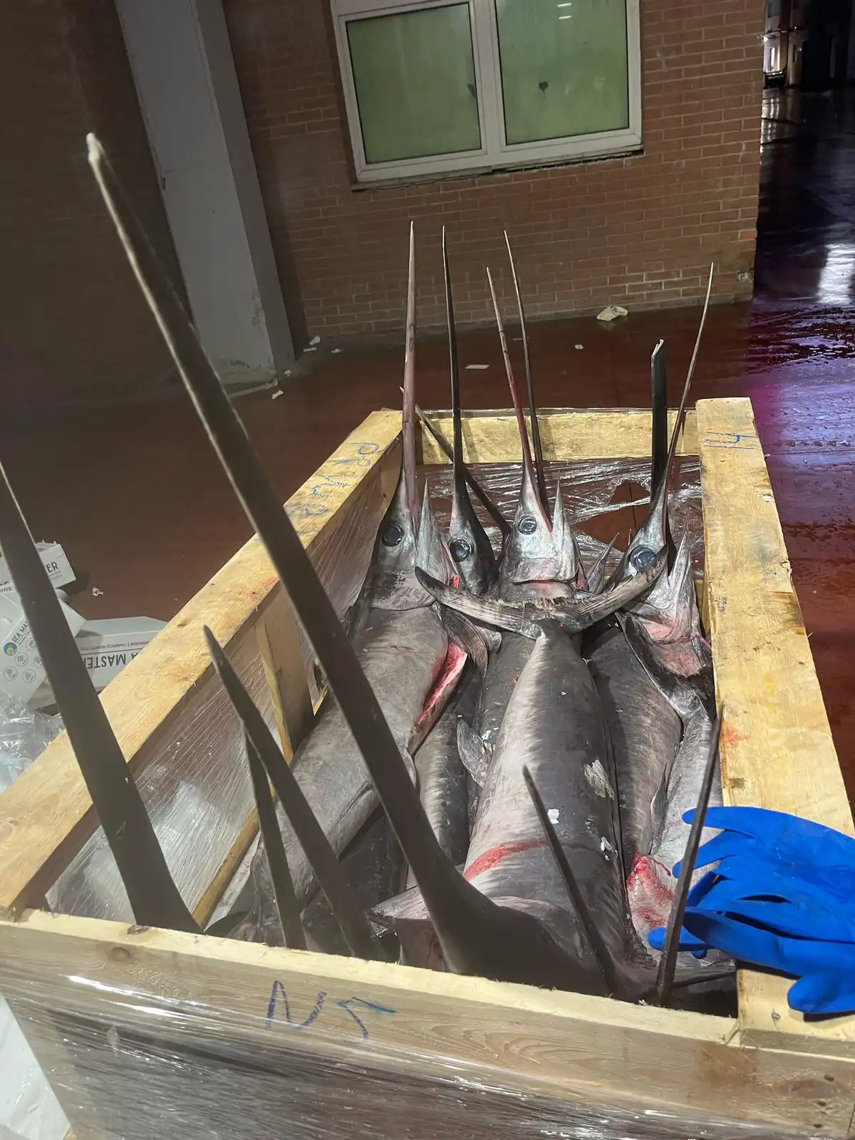 i grossi pesce spada sequestrati al CAR di Roma