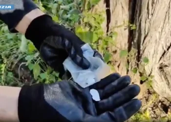 Roma, l'albero in cui era nascosta la cocaina