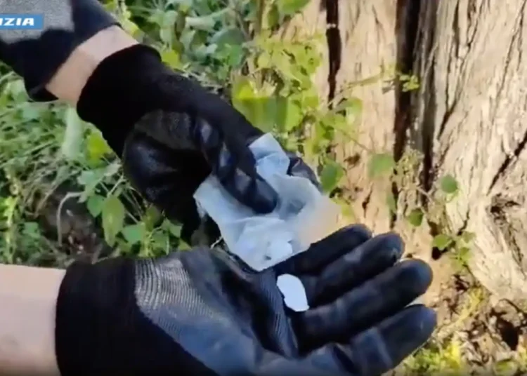 Roma, l'albero in cui era nascosta la cocaina