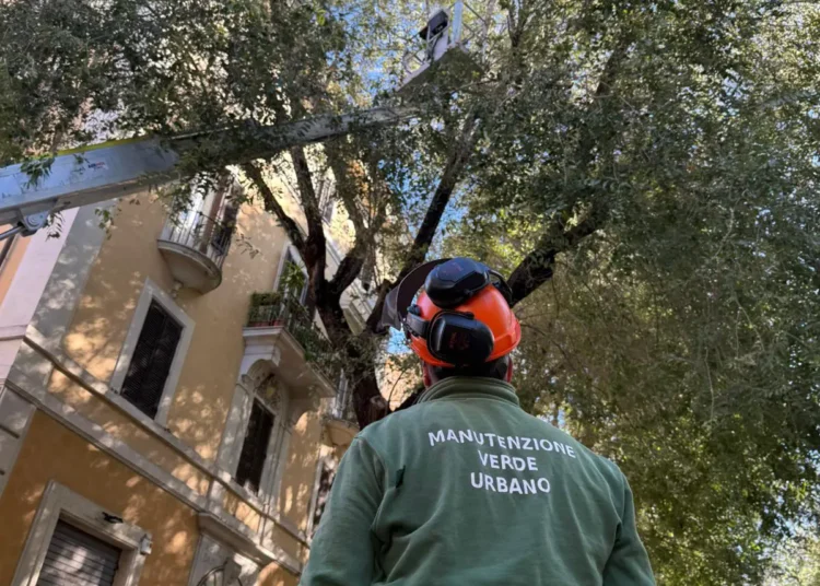 Lavori di riqualificazione del verde a San Giovanni: entro ottobre saranno messi a dimora 263 nuovi alberi