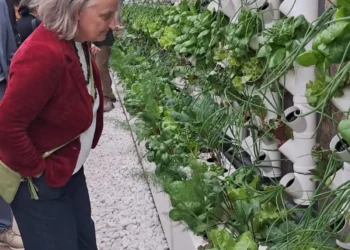 Serre Casale Cedrati Villa Pamphilj agricoltura idroponica Roma Alfonsi sostenibile 2025