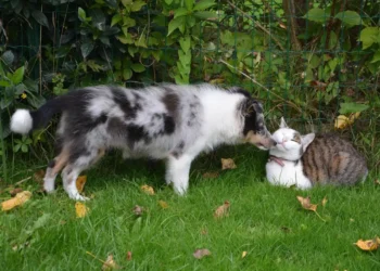 cane gatto benessere animale