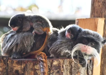 Tamarini imperatore gemelli nati Bioparco Roma papà Franz cuccioli cure paterne